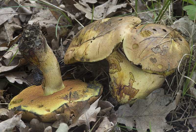 Boletus xanthopus